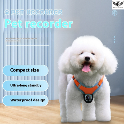 White dog wearing a pet recorder on a wooden floor with a light blue wall background
