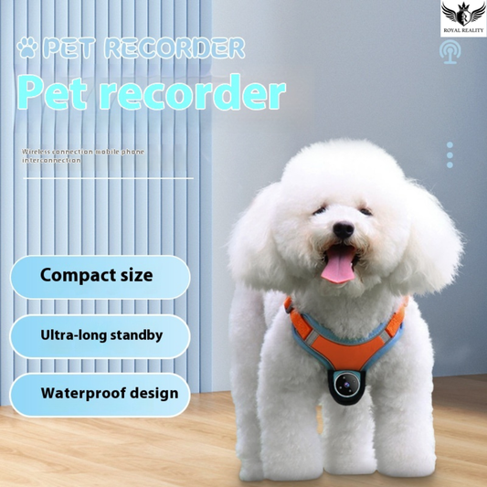 White dog wearing a pet recorder on a wooden floor with a light blue wall background