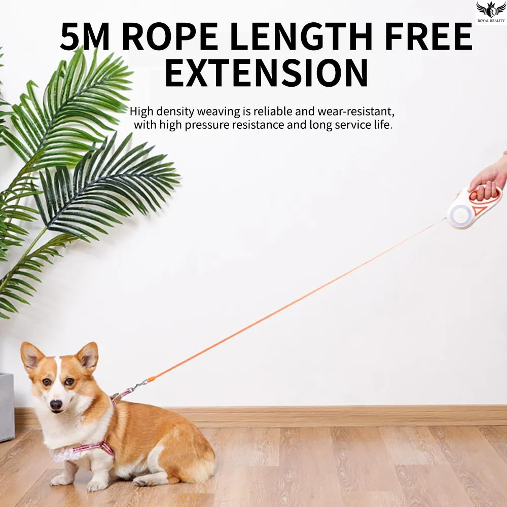 Dog on a leash with a 5M rope length extension in a room with a plant.